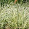 Plants Lomandra Prairie Garden | Lomandra White Sands