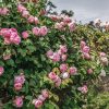 Plants David Austin Roses Rose Garden | David Austin Rosa Constance Spry Clg Agm