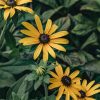 Plants Rudbeckia Prairie Garden | Rudbeckia Deamii