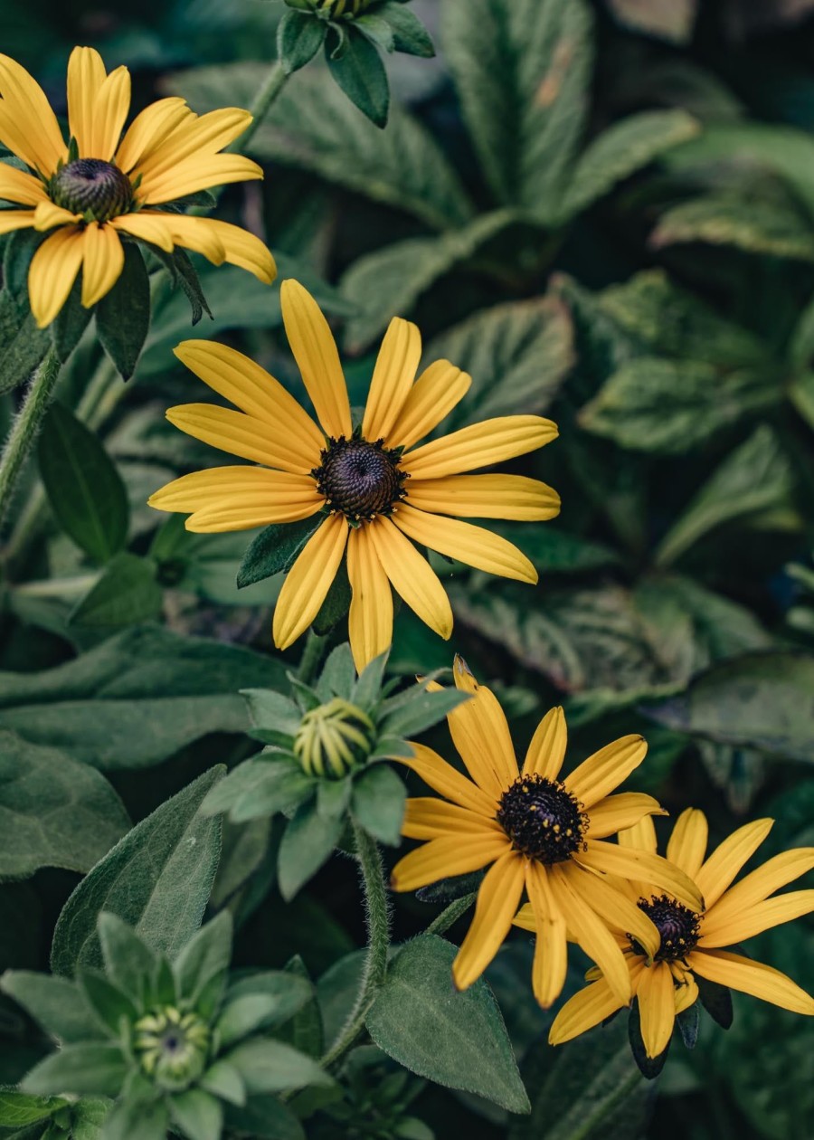 Plants Rudbeckia Prairie Garden | Rudbeckia Deamii