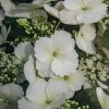 Plants Hydrangea Cottage Garden | Large Hydrangea Runaway Bride