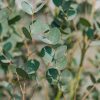 Plants Eucalyptus Cottage Garden | Eucalyptus Gunnii Silverana