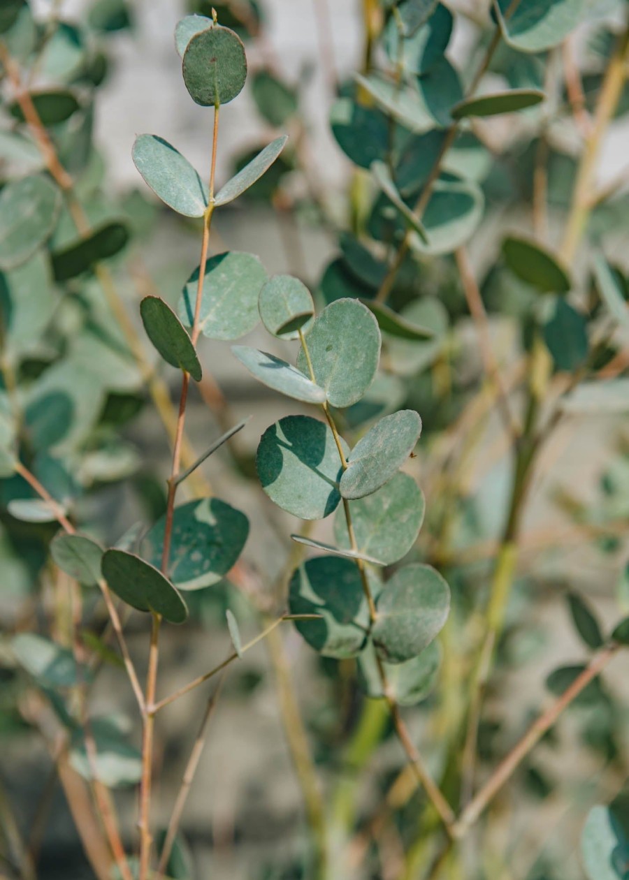 Plants Eucalyptus Cottage Garden | Eucalyptus Gunnii Silverana