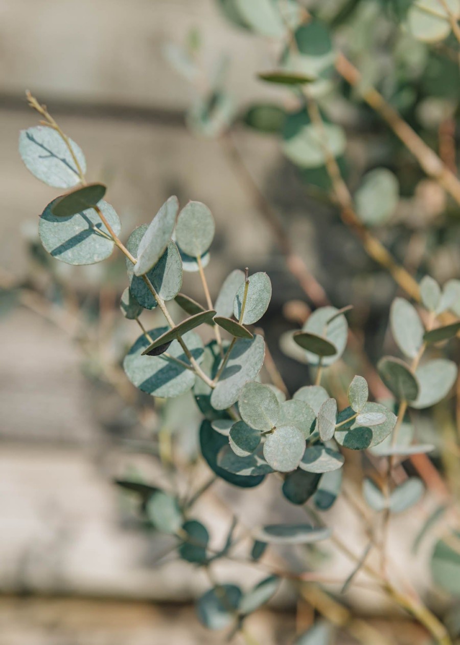 Plants Eucalyptus Cottage Garden | Eucalyptus Gunnii Silverana