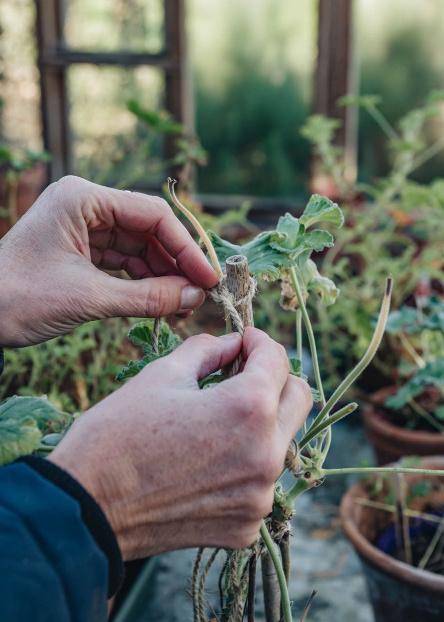 Gardening Nutscene Grow Your Own | Nutscene Natural Heritage Garden Twine, 130M