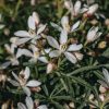 Plants Choisya Pollinator Garden | Choisya White Dazzler