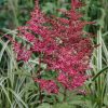 Plants Astilbe Cottage Garden | Astilbe Raspberry