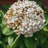 Plants Viburnum Pollinator Garden | Viburnum Carlcephalum Agm