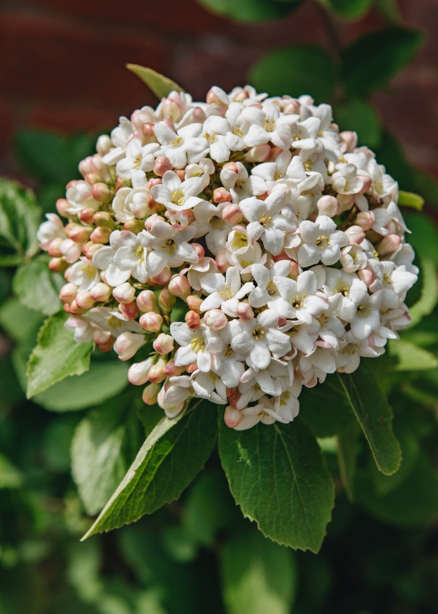 Plants Viburnum Pollinator Garden | Viburnum Carlcephalum Agm