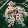 Plants Bergenia Pollinator Garden | Bergenia Diamond Drops