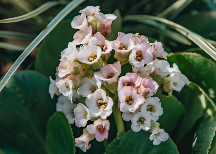 Plants Bergenia Pollinator Garden | Bergenia Diamond Drops