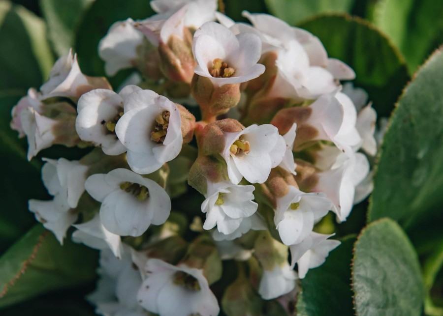 Plants Bergenia Pollinator Garden | Bergenia Diamond Drops