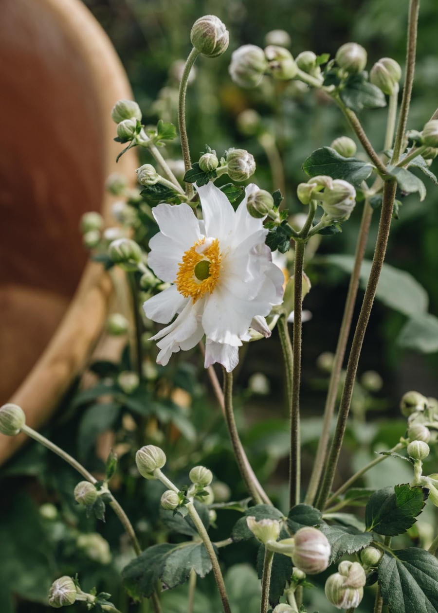 Plants Anemone Pollinator Garden | Anemone Snow Angel