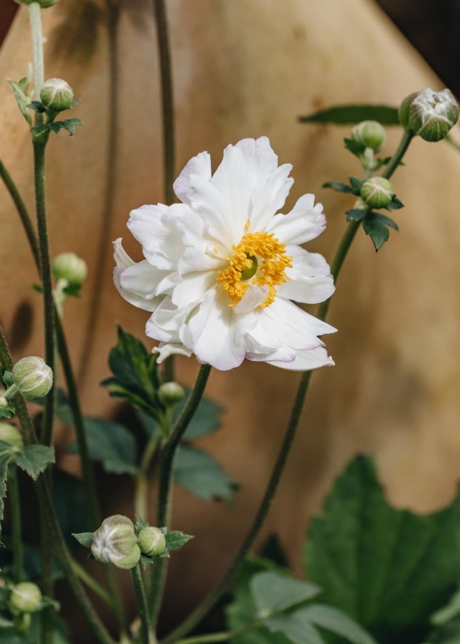 Plants Anemone Pollinator Garden | Anemone Snow Angel