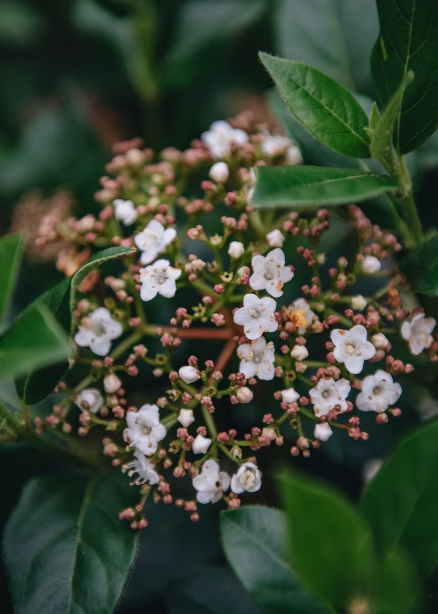 Plants Viburnum Cottage Garden | Viburnum Tinus Spirit