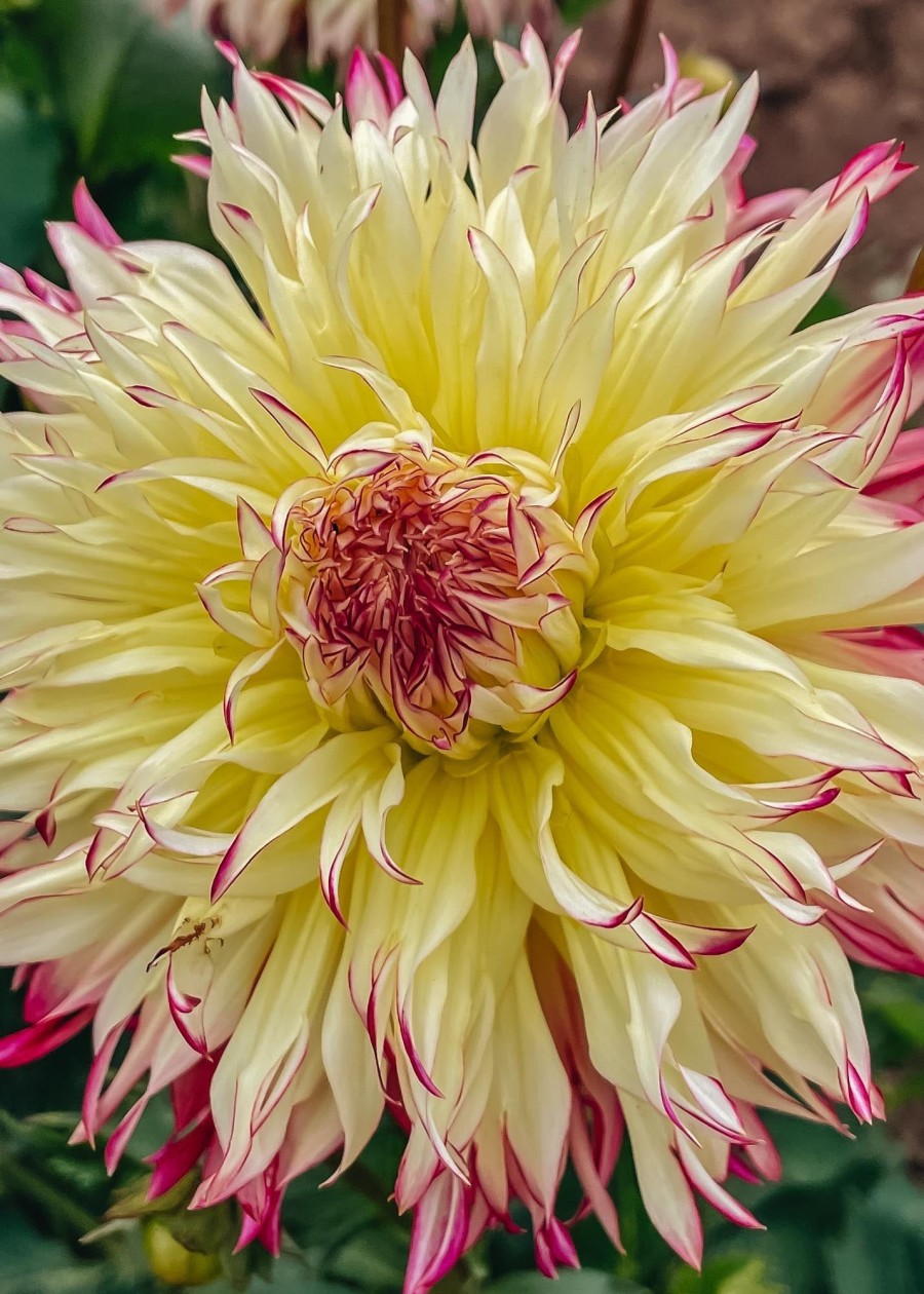 Plants Taylors Bulbs Dahlia Tubers | Dahlia 'Caproz Josephine' Tubers