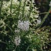 Plants Veronica Pollinator Garden | Veronica Gentianoides Tissington White 2L