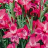 Plants Taylors Bulbs Gladioli Corms | Gladiolus 'Nanus Vulcano', Pack Of 15 Corms