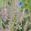 Plants Pennisetum Prairie Garden | Pennisetum Shogun