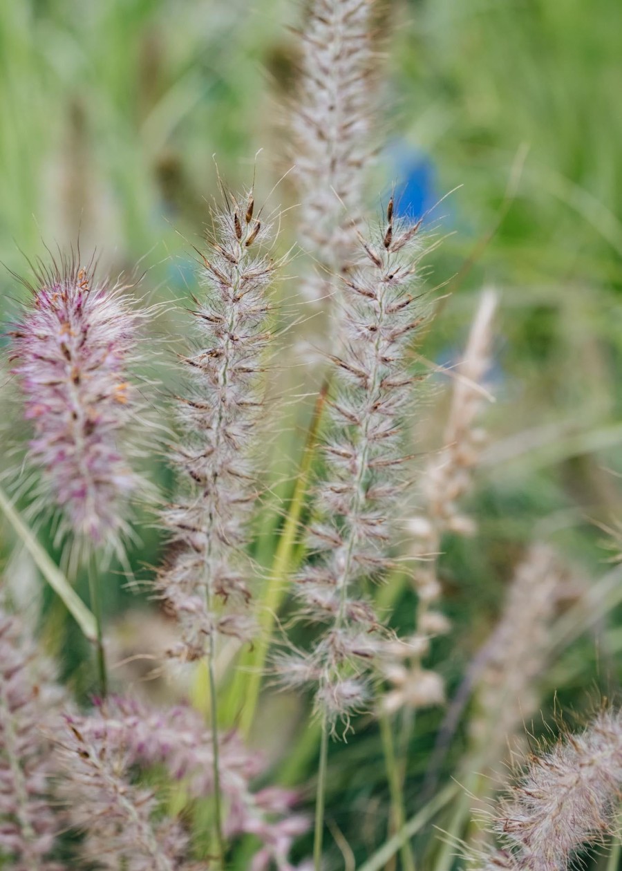 Plants Pennisetum Prairie Garden | Pennisetum Shogun