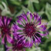 Plants Centaurea Pollinator Garden | Centaurea Montana Amethyst Dream