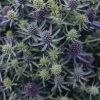 Plants Eryngium Prairie Garden | Eryngium Magical Blue Globe