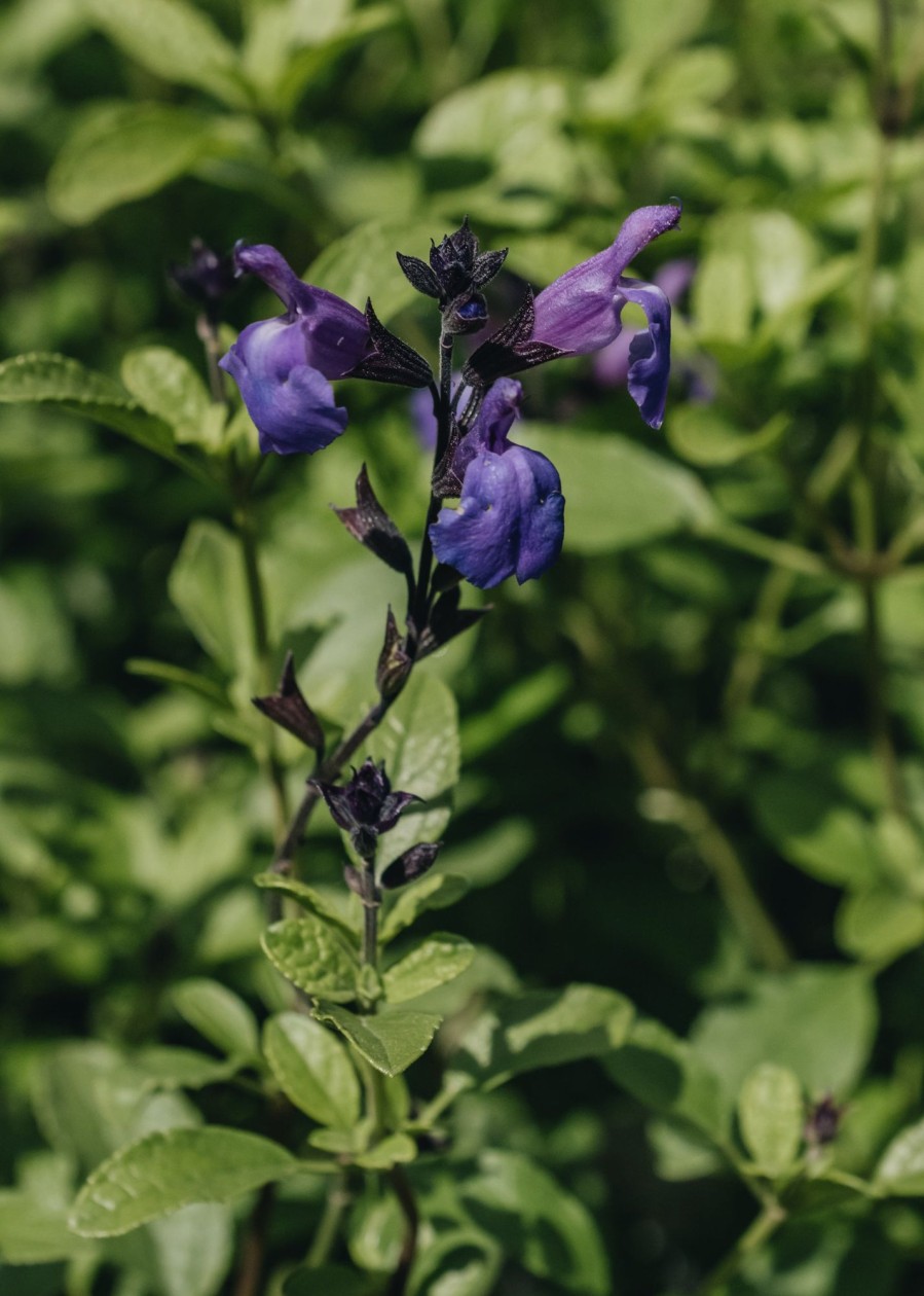 Plants Salvia Pollinator Garden | Salvia Lavender Dilly Dilly