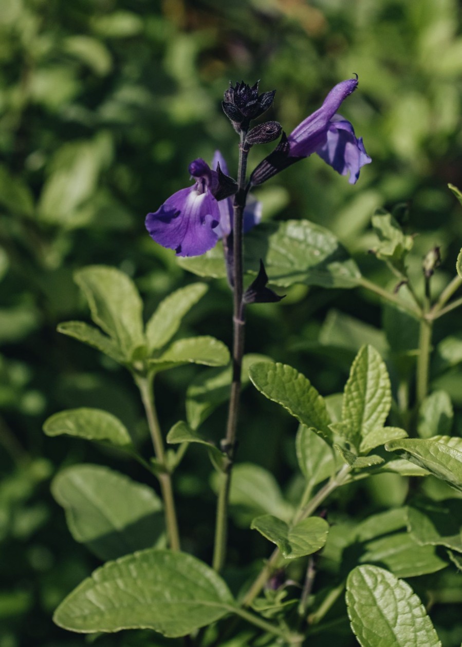 Plants Salvia Pollinator Garden | Salvia Lavender Dilly Dilly