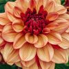 Plants Taylors Bulbs Dahlia Tubers | Dahlia 'Creme De Cognac' Tubers