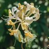 Plants Lonicera Pollinator Garden | Lonicera Periclymenum Scentsation