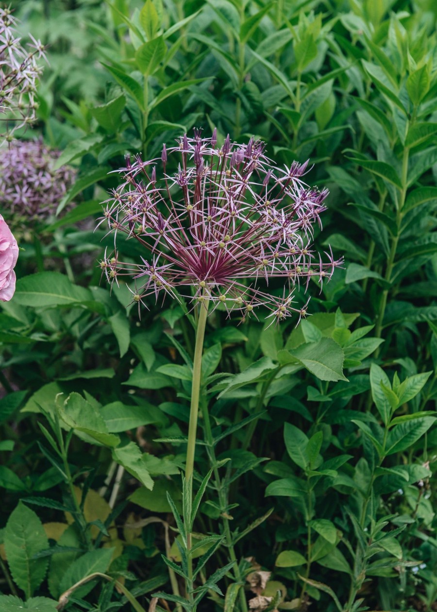 Plants Allium Cottage Garden | Allium Christophii Agm