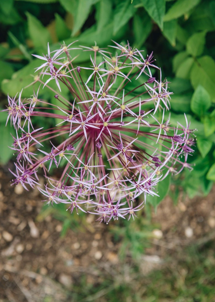 Plants Allium Cottage Garden | Allium Christophii Agm