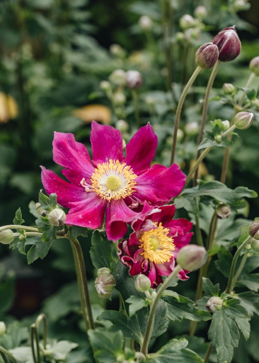 Plants Anemone Pollinator Garden | Anemone Fantasy Ariel