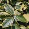 Plants Elaeagnus Cottage Garden | Elaeagnus Ebbingei Gilt