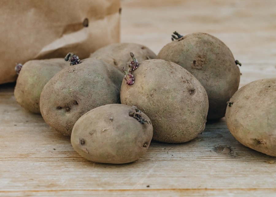 Plants Taylors Seed Potatoes | King Edward Seed Potatoes