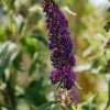 Plants Buddleia Pollinator Garden | Buy Buddleia Davidii Black Knight Agm