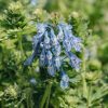 Plants Corydalis Cottage Garden | Corydalis Calycosa