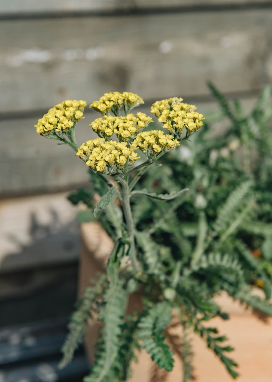 Plants Achillea Prairie Garden | Achillea Millefolium Moonshine Agm