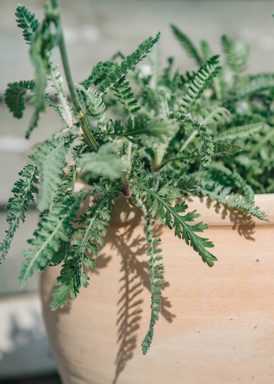 Plants Achillea Prairie Garden | Achillea Millefolium Moonshine Agm