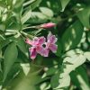 Plants Jasminum Pollinator Garden | Jasminum Stephanese Starry Summer Scent