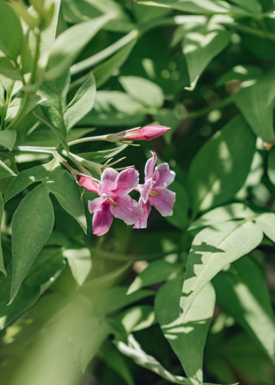 Plants Jasminum Pollinator Garden | Jasminum Stephanese Starry Summer Scent