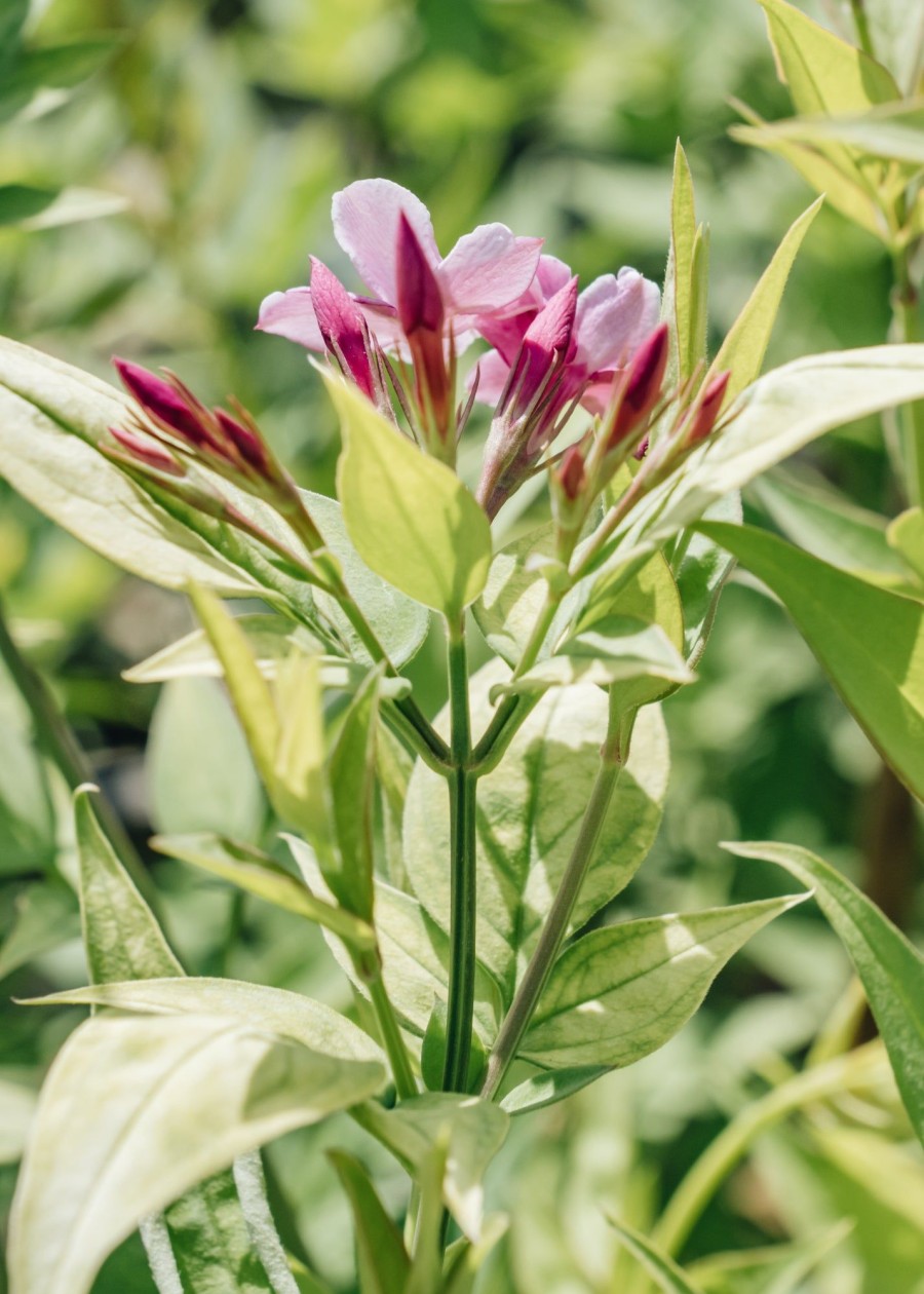 Plants Jasminum Pollinator Garden | Jasminum Stephanese Starry Summer Scent