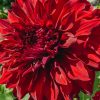 Plants Taylors Bulbs Dahlia Tubers | Dahlia 'Spartacus' Tubers