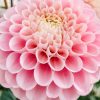 Plants Taylors Bulbs Dahlia Tubers | Dahlia 'Wizard Of Oz' Tubers