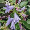 Plants Campanula Pollinator Garden | Campanula Viking