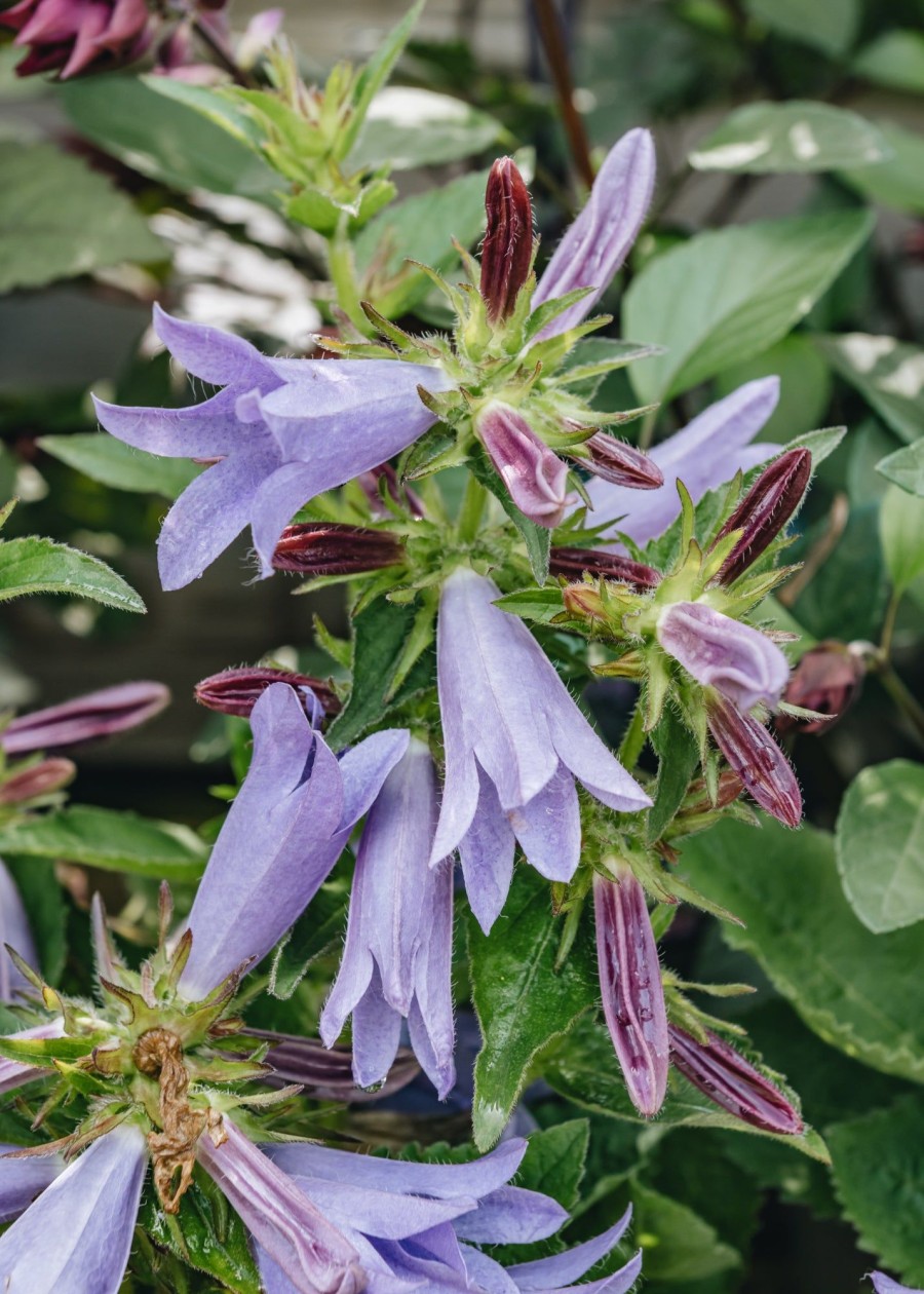 Plants Campanula Pollinator Garden | Campanula Viking