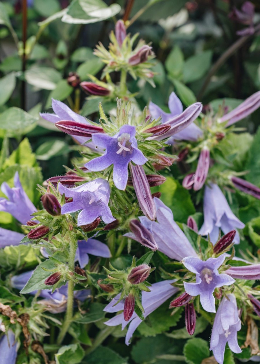 Plants Campanula Pollinator Garden | Campanula Viking