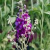 Plants Verbascum Cottage Garden | Verbascum Royalty