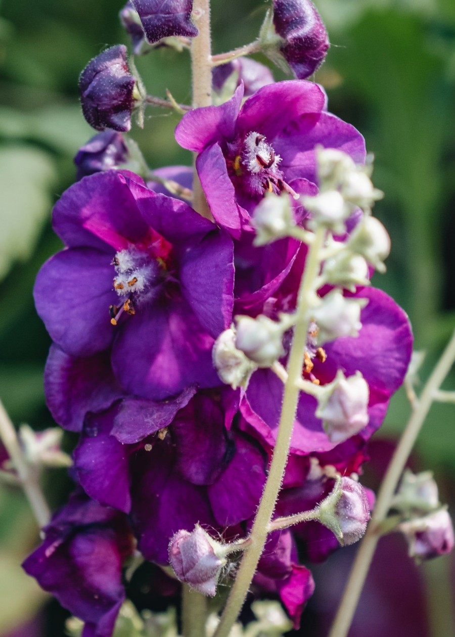 Plants Verbascum Cottage Garden | Verbascum Royalty