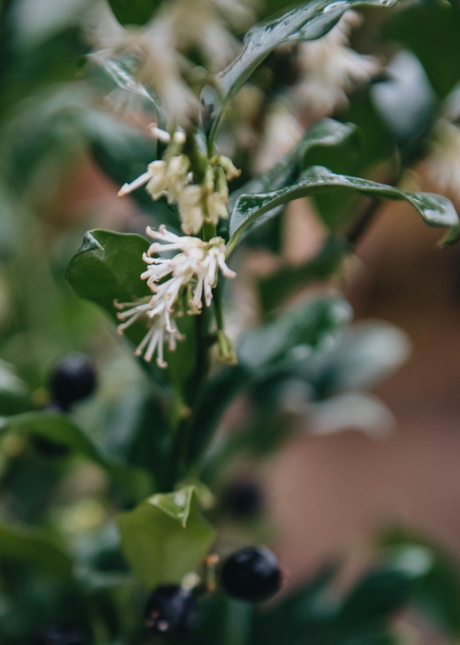 Plants Sarcococca Winter Garden | Sarcococca Confusa Agm